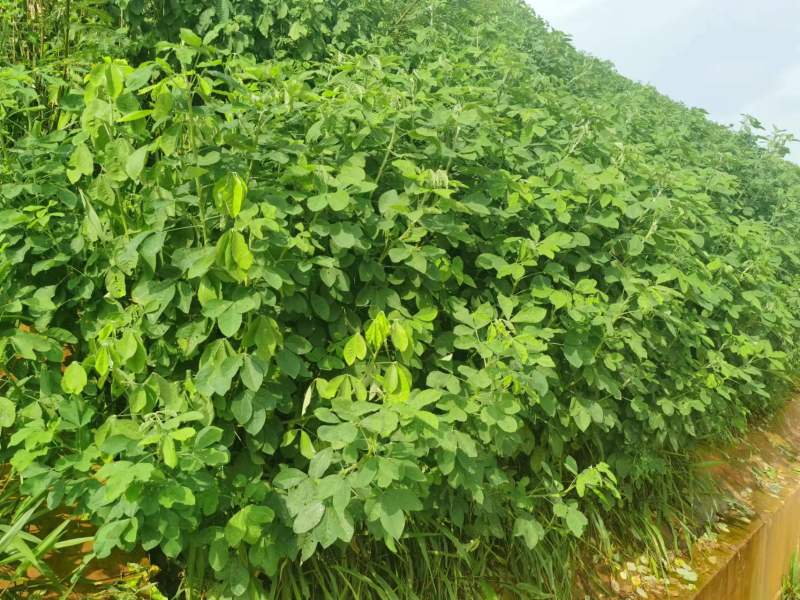 木豆种子大量货源厂家直发欢迎电话订购