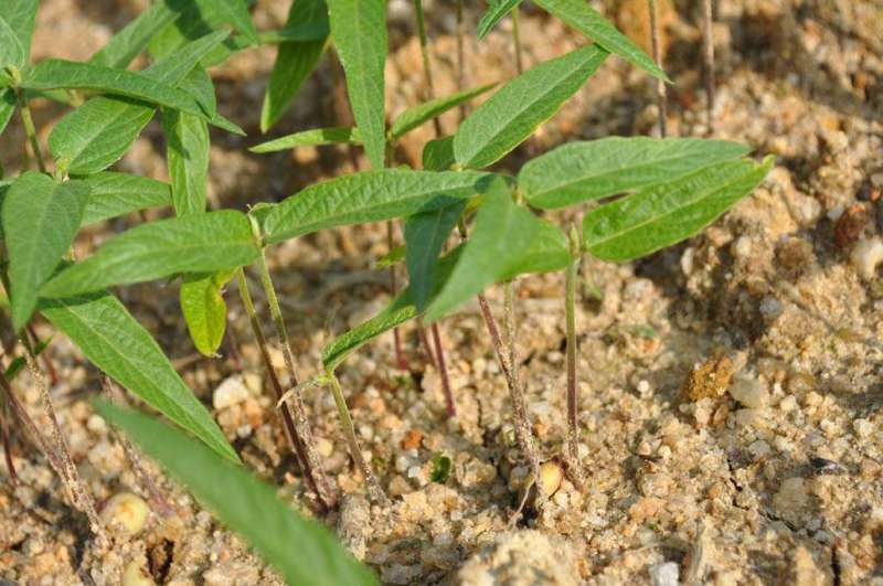 木豆种子大量货源厂家直发欢迎电话订购