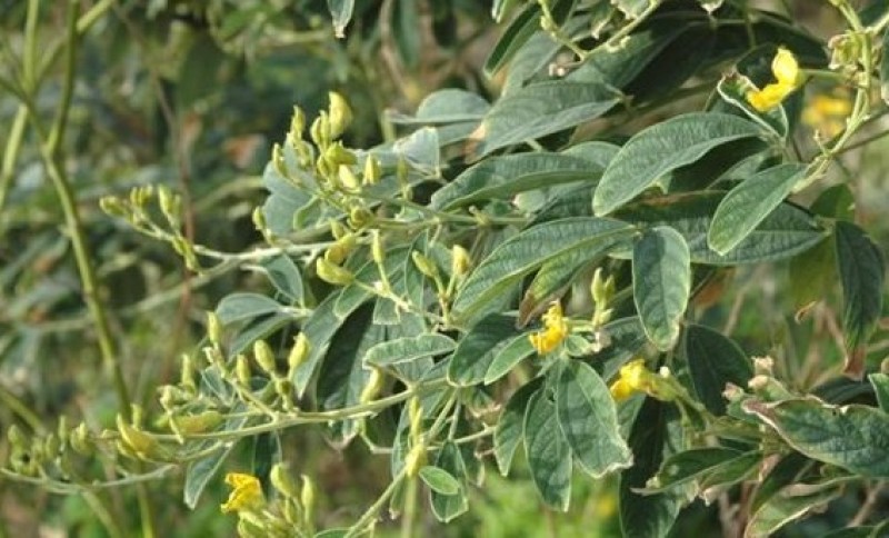 木豆种子大量货源厂家直发欢迎电话订购