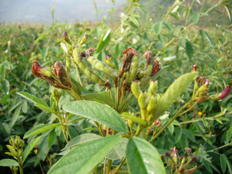 木豆种子大量货源厂家直发欢迎电话订购
