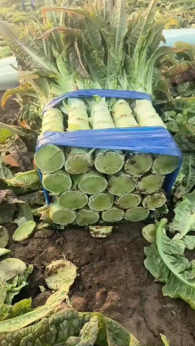 精品莴苣尖叶莴苣产地直发无空心品质保障视频看货