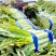 精品莴苣尖叶莴苣产地直发无空心品质保障视频看货