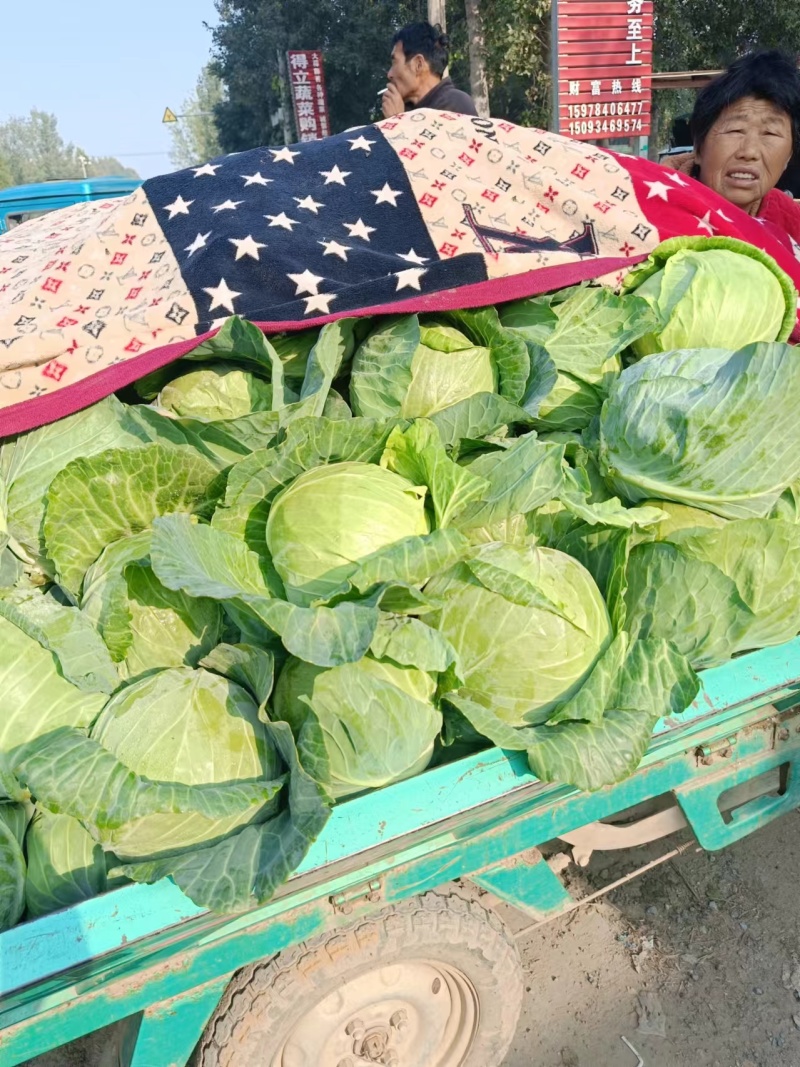 圆包菜甘蓝便宜了品质保障口感好欢迎电联咨询诚信卖货
