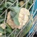 甘蓝西兰花花菜产地直发品相好发全国保质保量欢迎电联