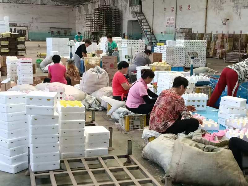 山东奶油苹果一件代发产地直发一手货源对接各大电商平台