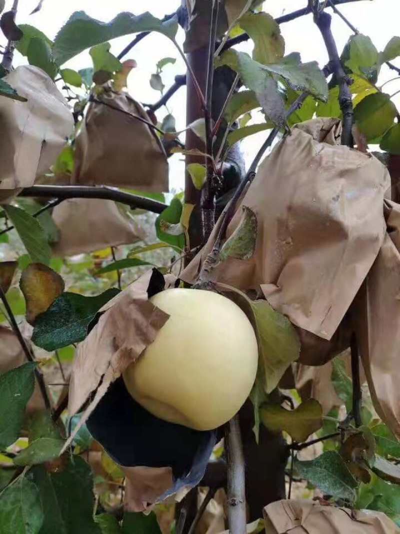 山东奶油苹果一件代发产地直发一手货源对接各大电商平台