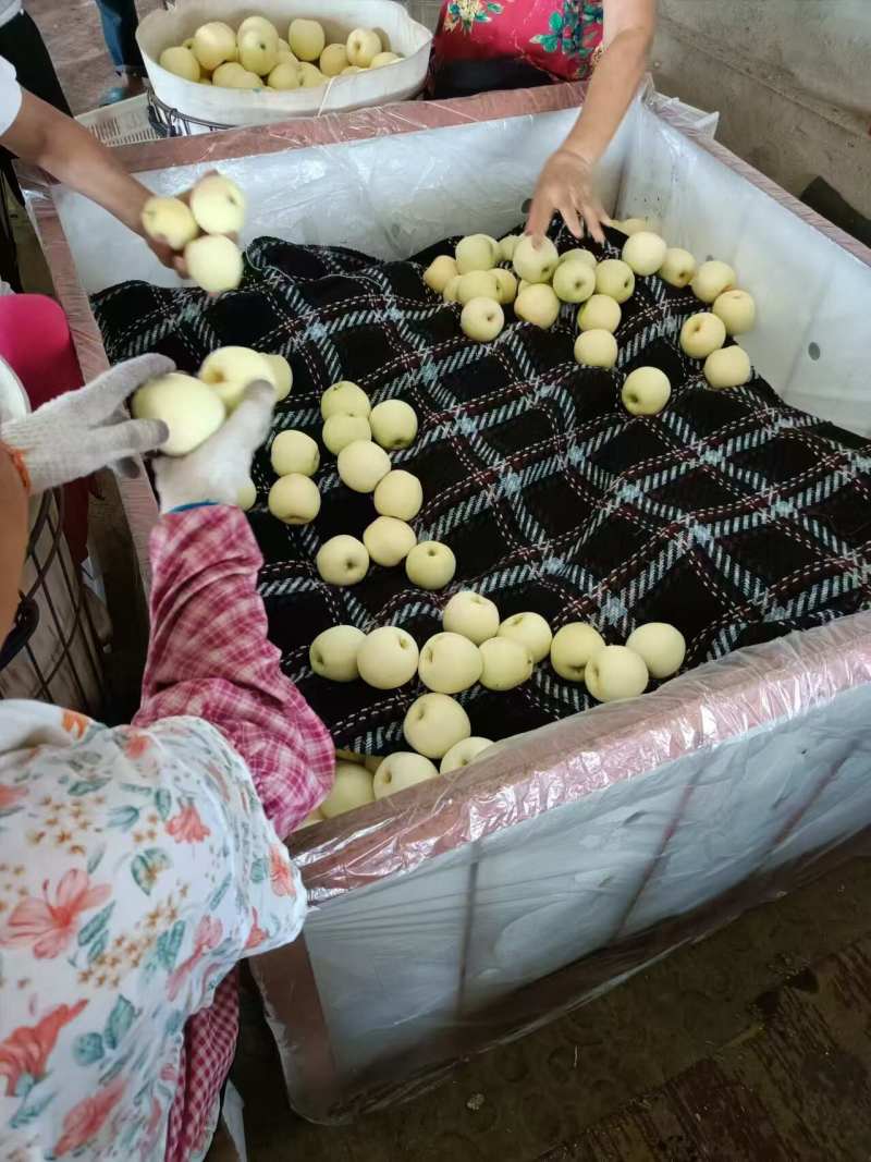 山东奶油苹果一件代发产地直发一手货源对接各大电商平台