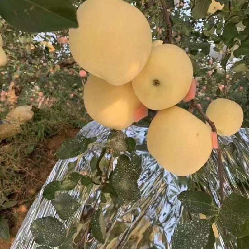 山东奶油苹果一件代发产地直发一手货源对接各大电商平台