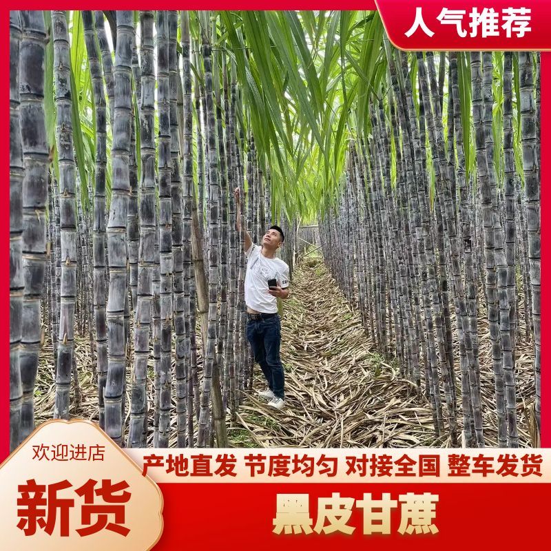 广东黑皮甘蔗中段紫皮现砍现发量大价优欢迎咨询