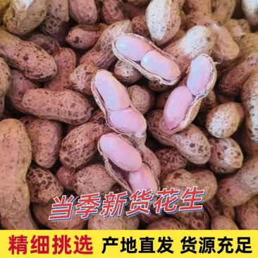 海花，花生大量有货产地直供颗颗饱满可视频看货