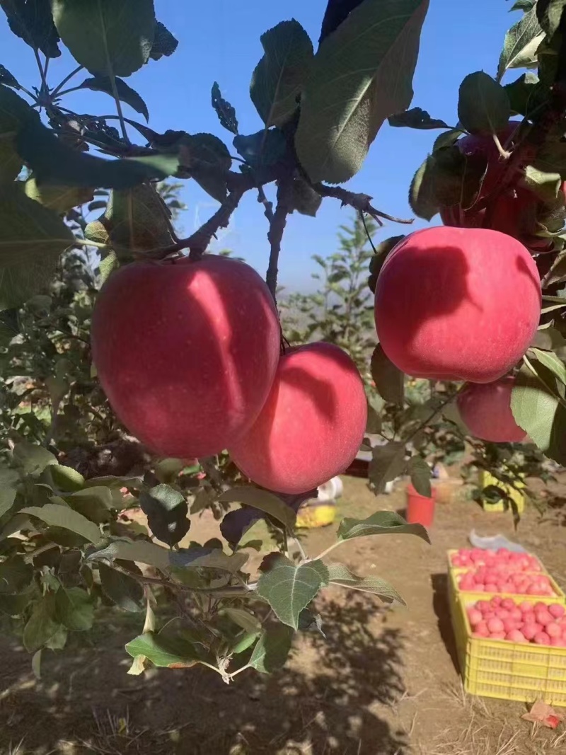 精品红富士苹果全国发货皮薄多汁货源充足量大从优欢迎采购