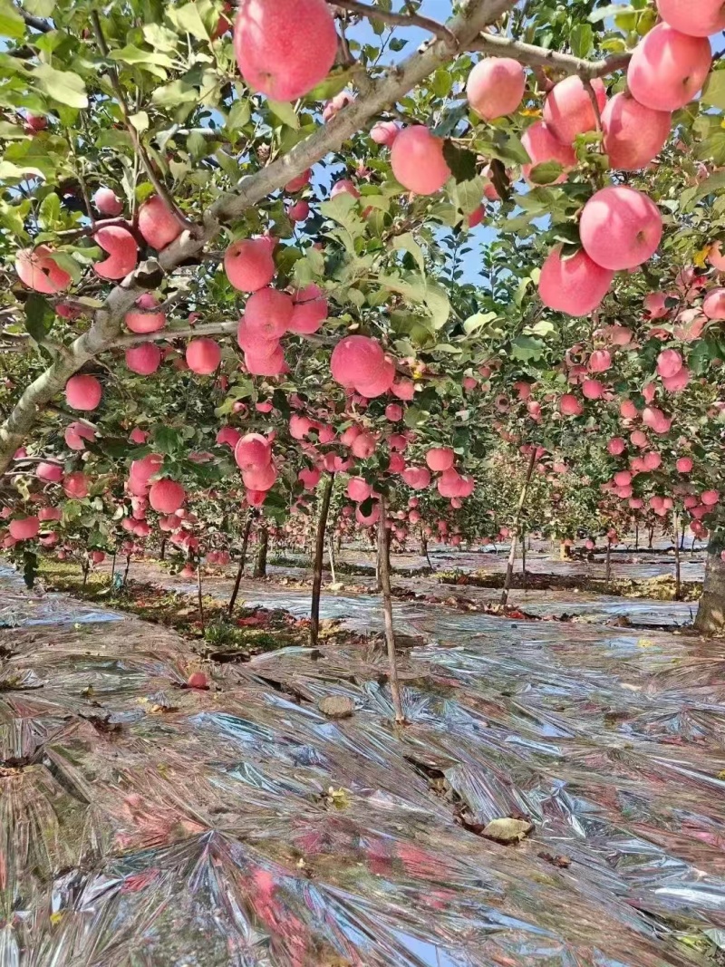 精品红富士苹果全国发货皮薄多汁货源充足量大从优欢迎采购