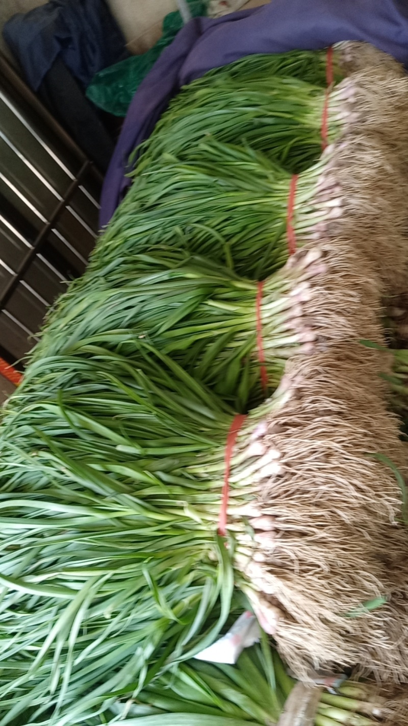 红根蒜苗优质蒜苗50~60cm产地直供大量有货欢迎采购