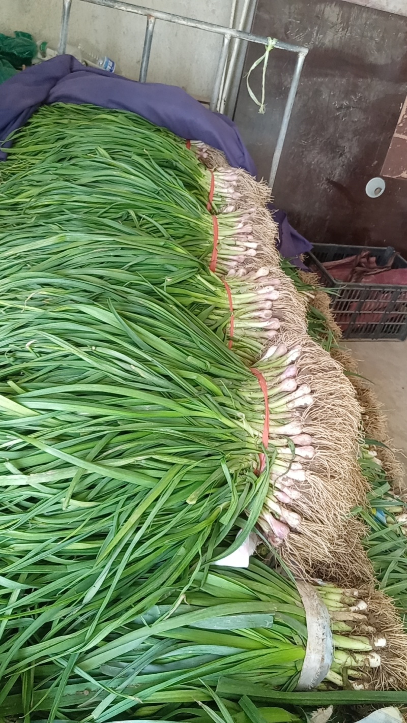 红根蒜苗优质蒜苗50~60cm产地直供大量有货欢迎采购