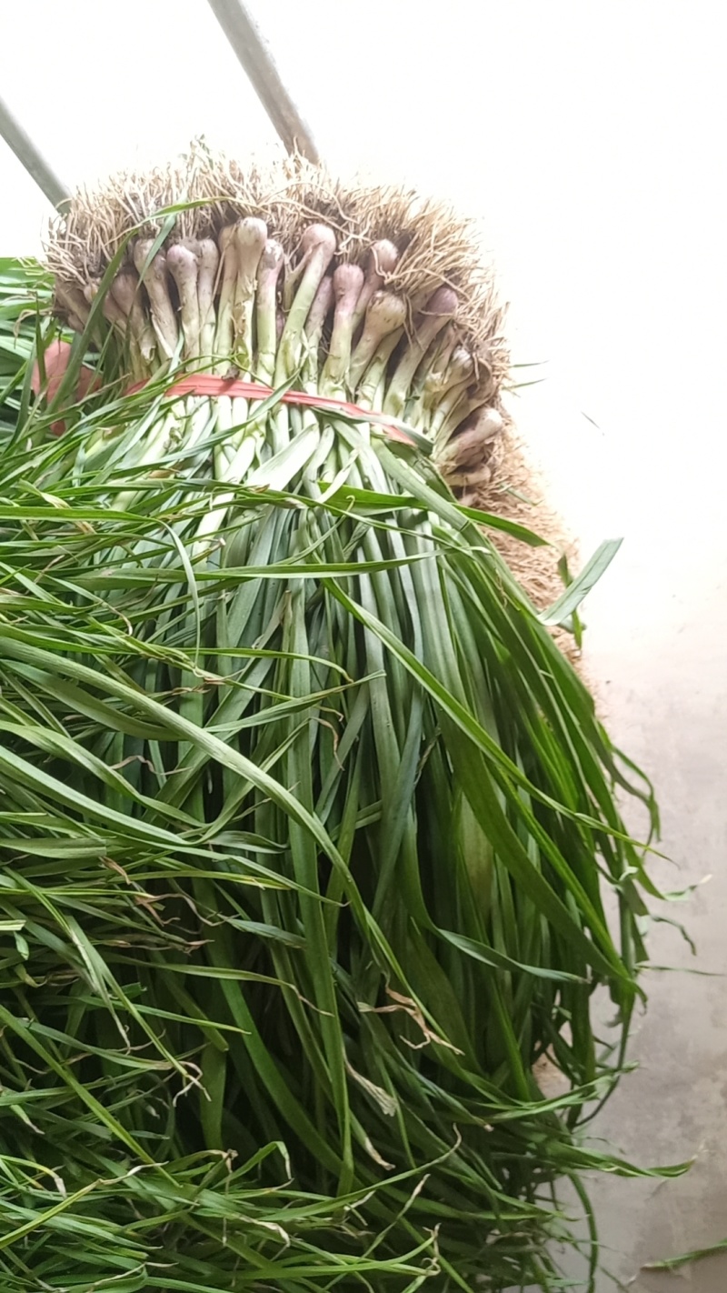 红根蒜苗优质蒜苗50~60cm产地直供大量有货欢迎采购