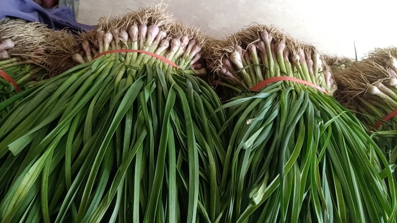 红根蒜苗优质蒜苗50~60cm产地直供大量有货欢迎采购