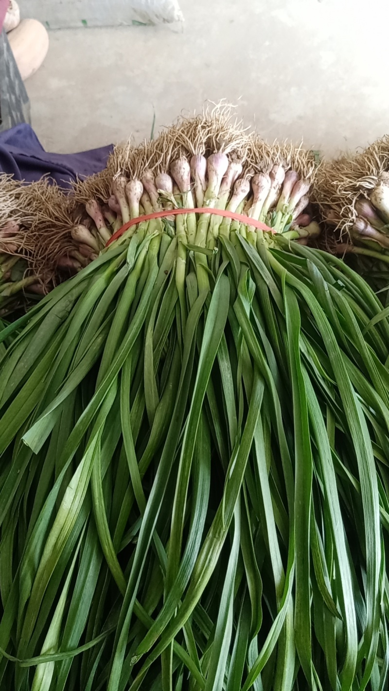 红根蒜苗优质蒜苗50~60cm产地直供大量有货欢迎采购