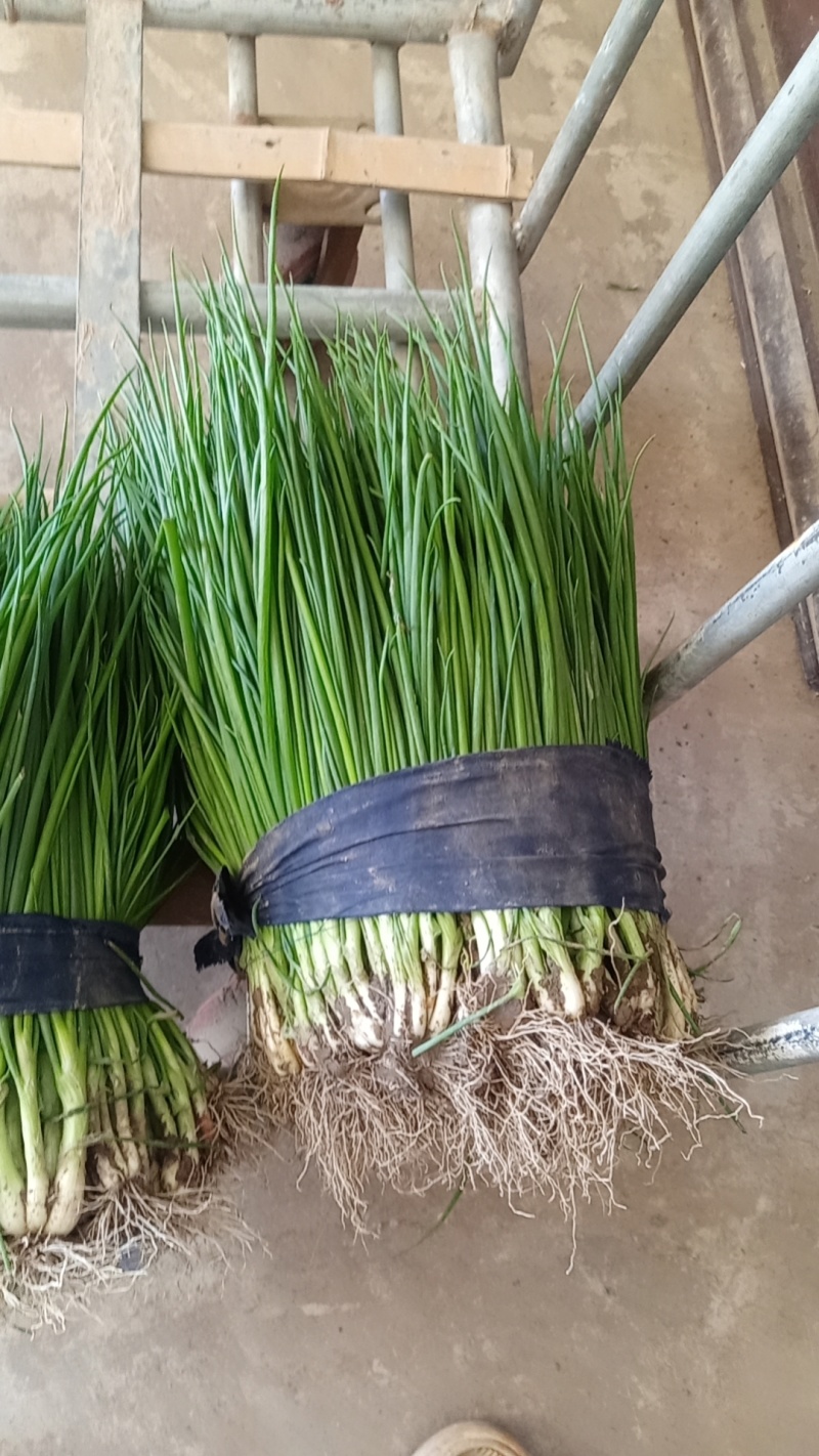 优质小葱，香葱小葱35~40cm，产地直供大量有货欢迎采购
