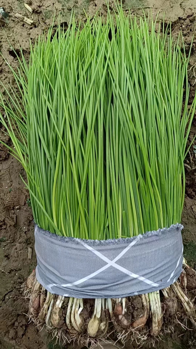 优质小葱，香葱小葱35~40cm，产地直供大量有货欢迎采购