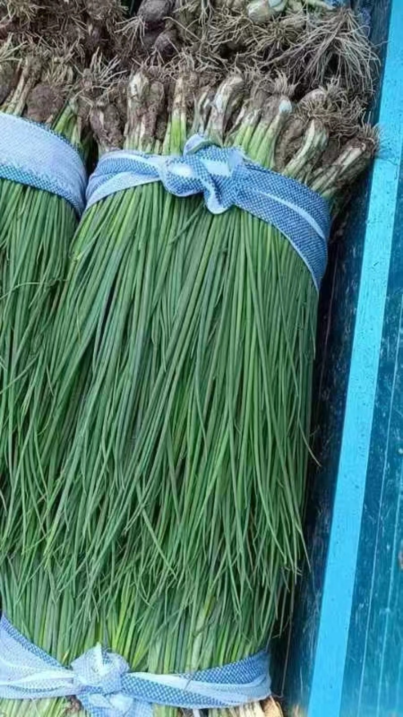 优质小葱，香葱小葱35~40cm，产地直供大量有货欢迎采购