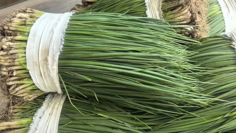 优质小葱，香葱小葱35~40cm，产地直供大量有货欢迎采购