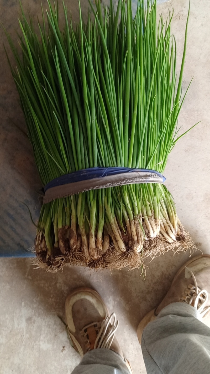 优质小葱，香葱小葱35~40cm，产地直供大量有货欢迎采购