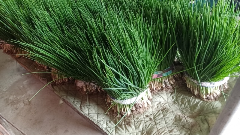 优质小葱，香葱小葱35~40cm，产地直供大量有货欢迎采购