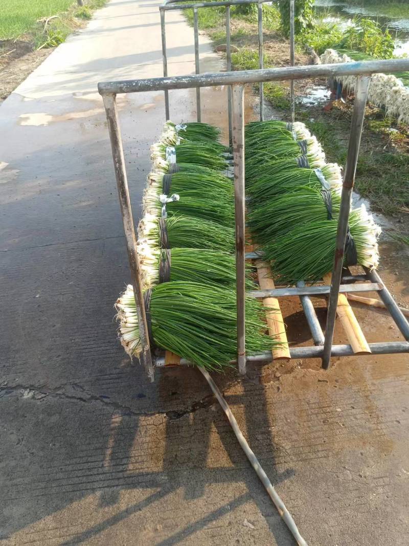 优质小葱，香葱小葱35~40cm，产地直供大量有货欢迎采购