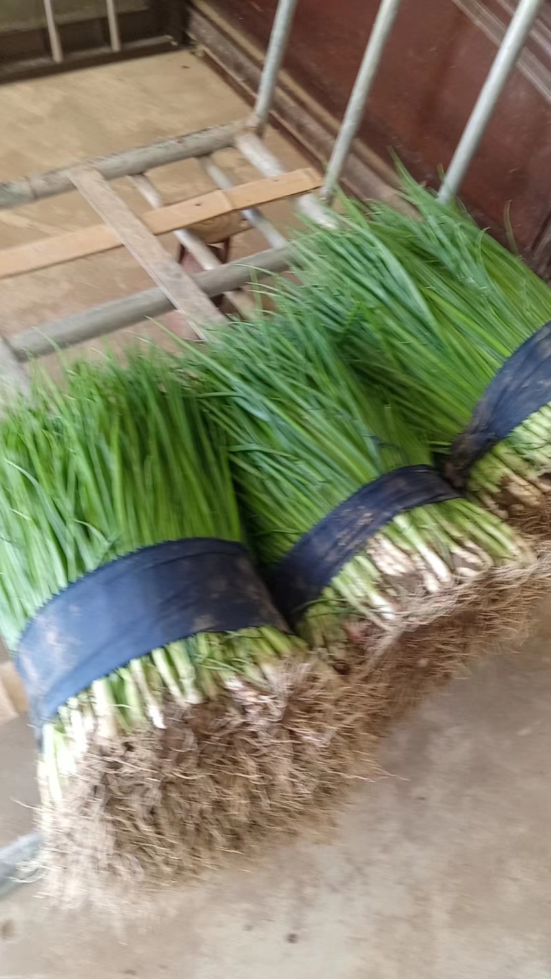 优质小葱，香葱小葱35~40cm，产地直供大量有货欢迎采购