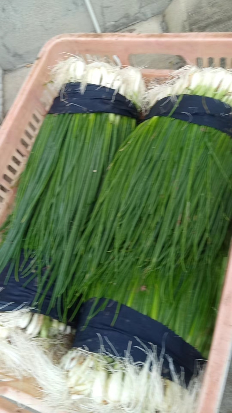 优质小葱，香葱小葱35~40cm，产地直供大量有货欢迎采购
