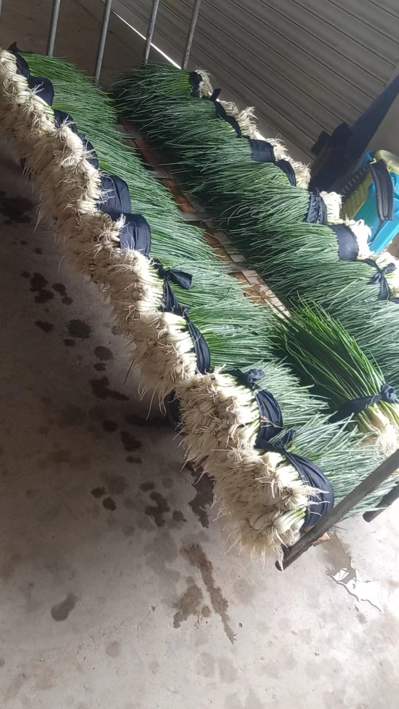 优质小葱，香葱小葱35~40cm，产地直供大量有货欢迎采购