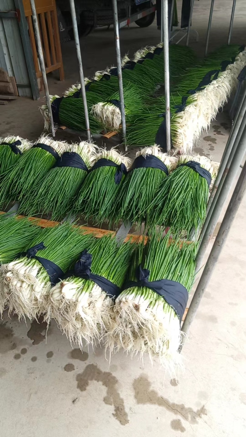 优质小葱，香葱小葱35~40cm，产地直供大量有货欢迎采购