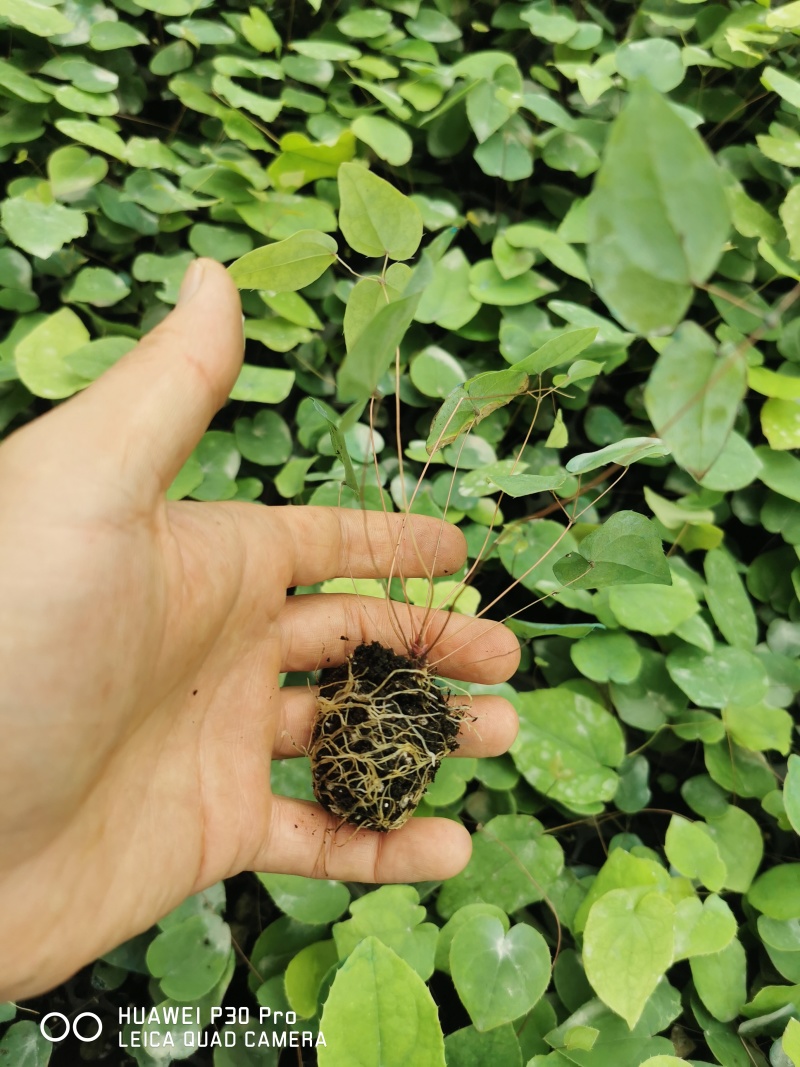 淫羊藿种苗基地直发存活率保障提供技术指导量大优惠