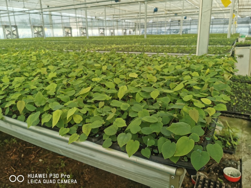 淫羊藿种苗基地直发存活率保障提供技术指导量大优惠