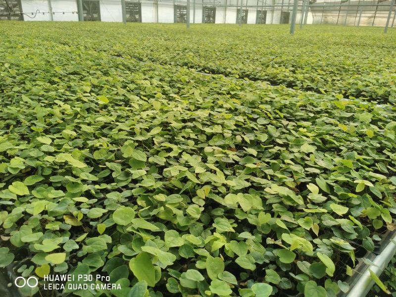 淫羊藿种苗基地直发存活率保障提供技术指导量大优惠
