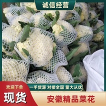 精品有机花菜，小米花大米花，青梗白面，根小叶少，货源充足