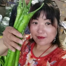 【热卖辣椒】山东线椒大量供货价格优惠欢迎来电
