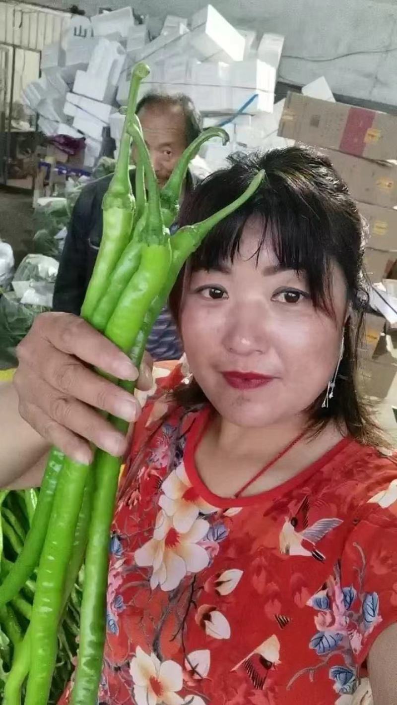 【热卖辣椒】山东线椒大量供货价格优惠欢迎来电