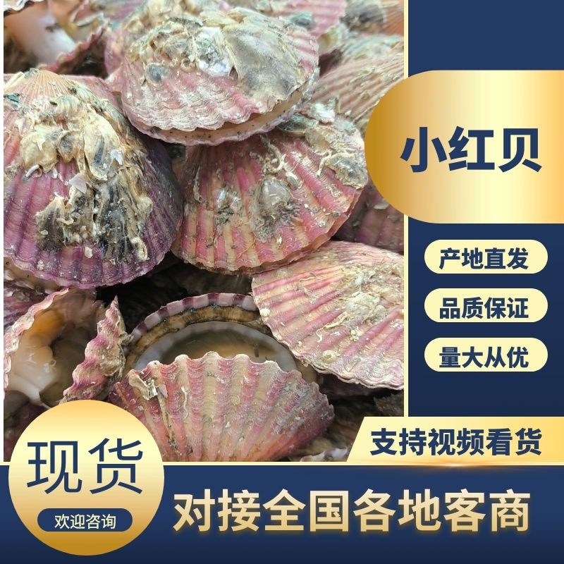 优质扇贝肉，小红贝，货源充足品质保正，欢迎来电咨询