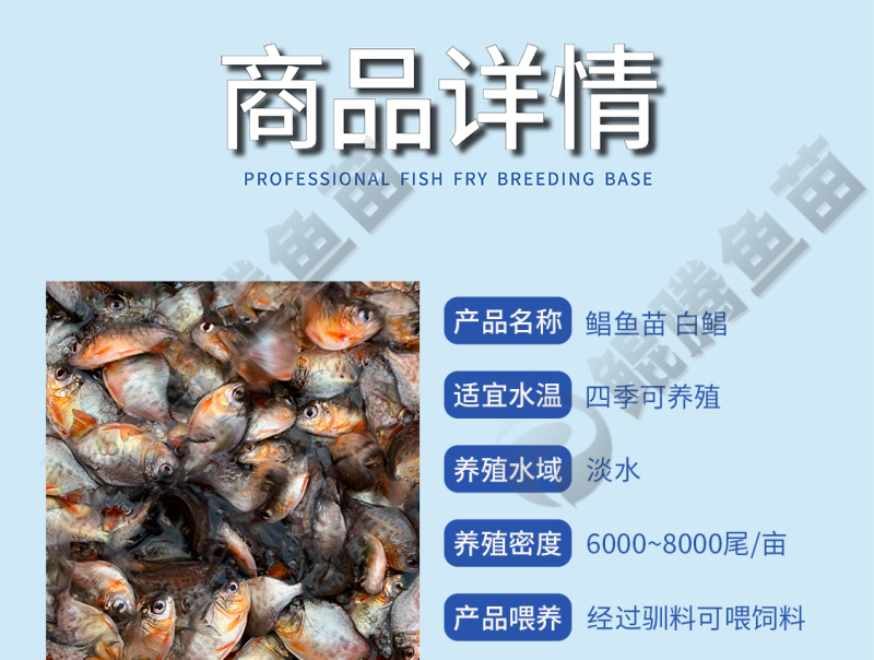鲲腾精品鲳鱼苗生态养殖高成活率全国直供技术支持
