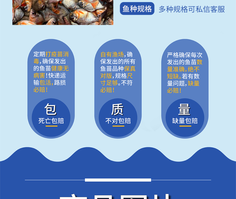 鲲腾精品鲳鱼苗生态养殖高成活率全国直供技术支持