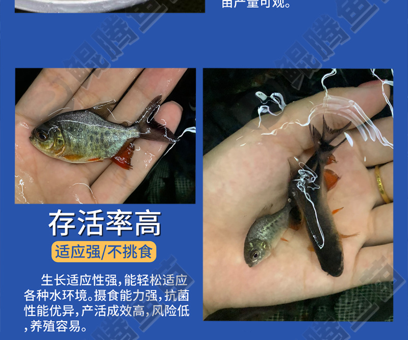 鲲腾精品鲳鱼苗生态养殖高成活率全国直供技术支持