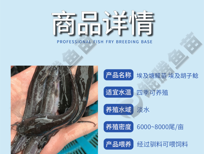 鲲腾佳品埃及塘鲺鱼苗精选良种快速生长全国直售