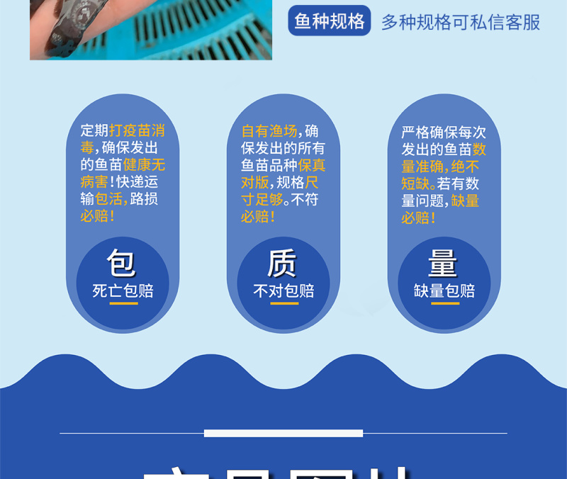 鲲腾佳品埃及塘鲺鱼苗精选良种快速生长全国直售