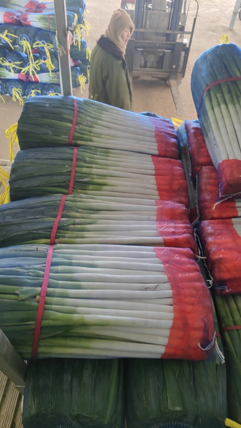 东北铁杆大葱大量涌入平度市场量大价优品质保证欢迎来电