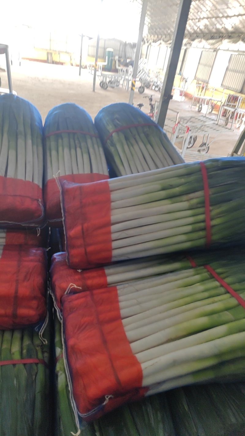 东北铁杆大葱大量涌入平度市场量大价优品质保证欢迎来电