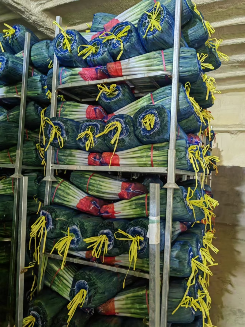 东北铁杆大葱大量涌入平度市场量大价优品质保证欢迎来电