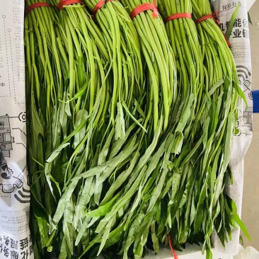 福建漳州空心菜产地直发质量保障量大从优对接全国