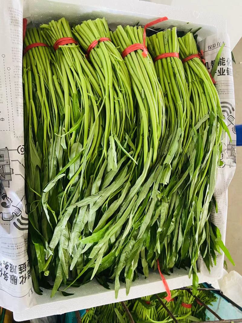 福建漳州空心菜产地直发质量保障量大从优对接全国