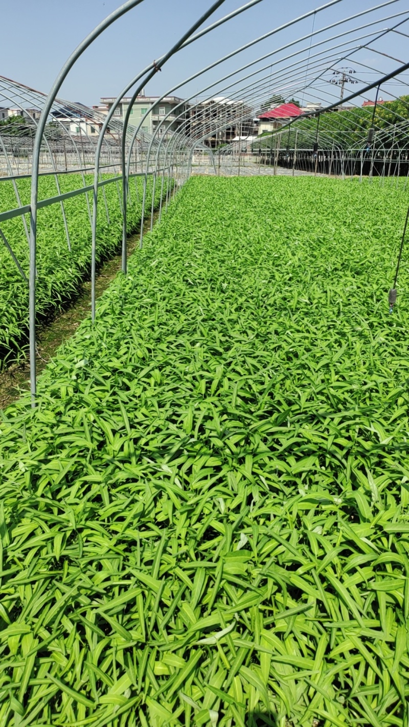 福建漳州空心菜产地直发质量保障量大从优对接全国